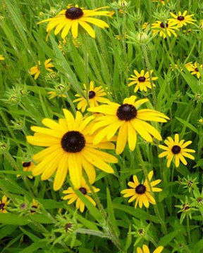 Rudbeckia speciosa - Fleurs vivaces - Rudbeckia fulgida speciosa