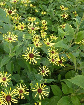 Rudbeckia Henry Eilers - Fleurs vivaces - RUDBECKIA SUBTOMENTOSA HENRY EILERS