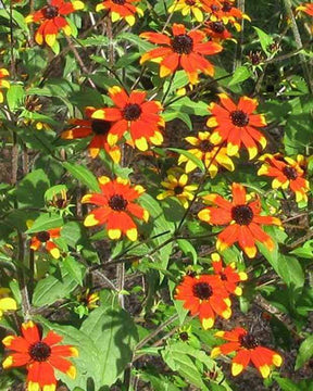 Rudbeckia Prairie Glow - Fleurs vivaces - Rudbeckia triloba Prairie glow