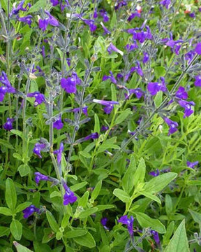 Sauge de Coahuila - jardins - Salvia coahuilensis