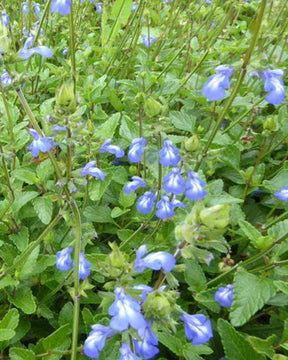 Sauge de Forrer - jardins - SALVIA FORRERI