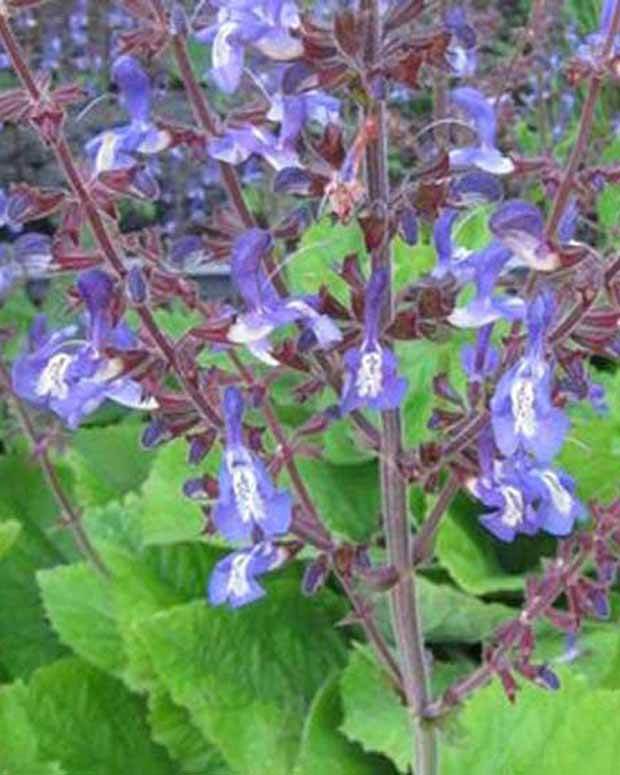 Sauge de Forsskaol - jardins - Salvia forskaohlei