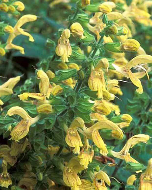 Sauge glutineuse - jardins - Salvia glutinosa