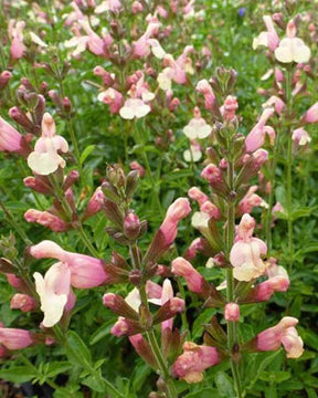 Sauge Sierra San Antonio - jardins - SALVIA JAMENSIS SIERRA SAN ANTONIO