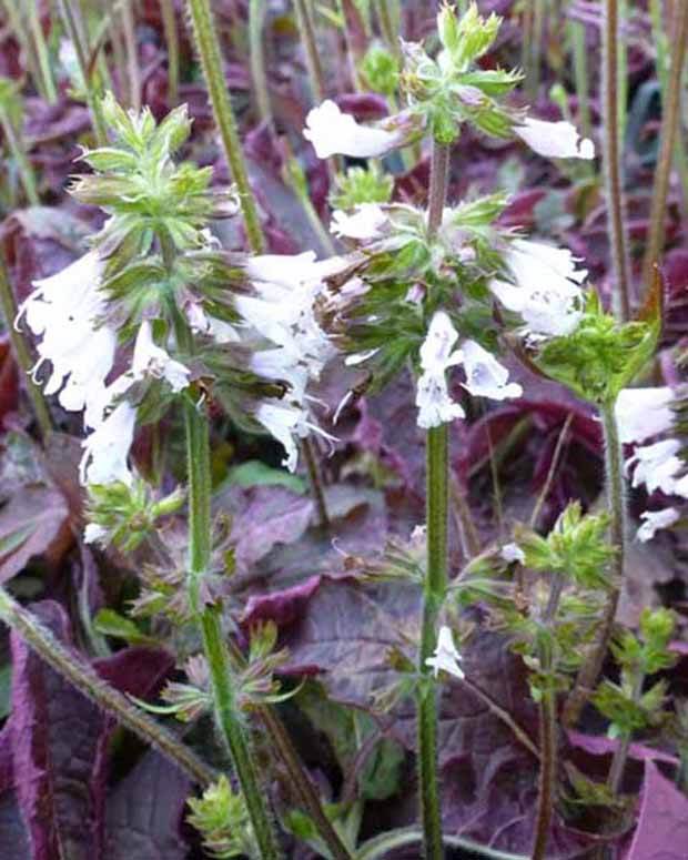 Sauge Purple Knockout - jardins - SALVIA LYRATA PURPLE KNOCKOUT