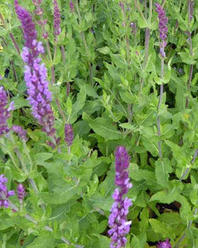 Sauge des bois Amethyst - jardins - Salvia nemorosa Amethyst