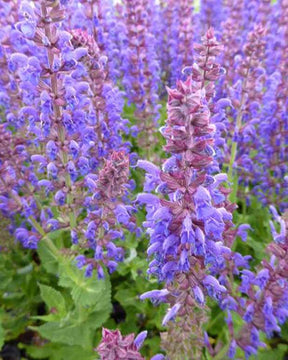 Sauge des bois April Night - jardins - Salvia x sylvestris Dsalrs203 APRIL NIGHT