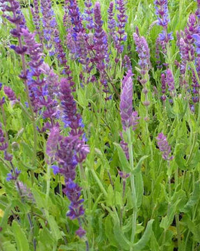 Sauge des bois - jardins - SALVIA NEMOROSA