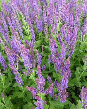 Sauge des bois Lubeca - jardins - Salvia nemorosa Lubeca