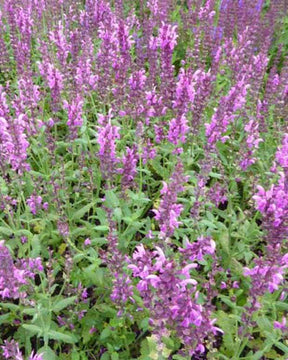 Sauge des bois Pink Friesland - jardins - Salvia nemorosa Pink Friesland