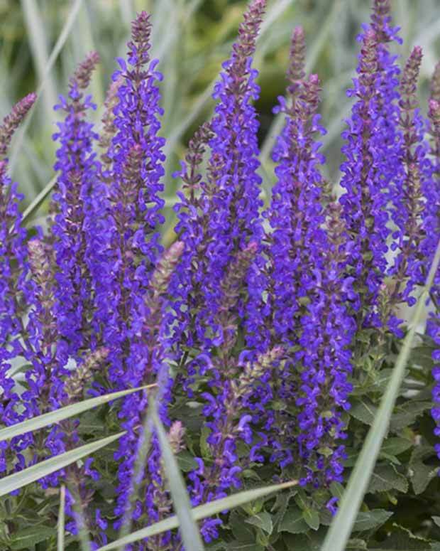 Sauge des bois Rianne - jardins - Salvia nemorosa Rianne