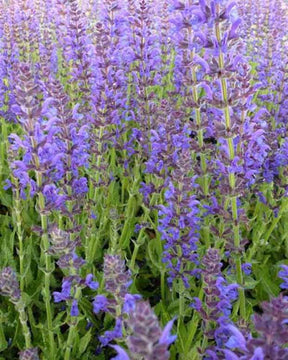 Sauge des bois Rügen - jardins - Salvia nemorosa Rügen