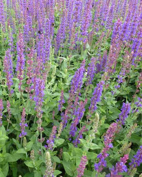 Sauge des bois Tänzerin - jardins - SALVIA NEMOROSA TÄNZERIN