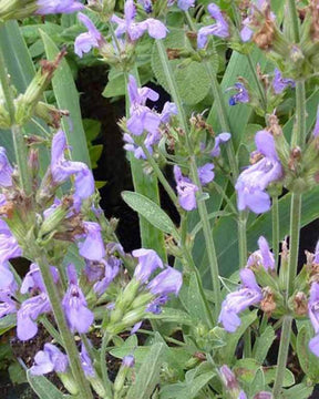 Sauge officinale Grete Stölze - jardins - Salvia officinalis Grete Stölzle