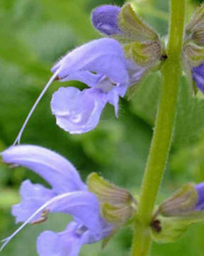 Sauge des prés Sky Dance - jardins - Salvia pratensis Sky Dance ( BALLET series )