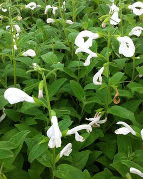 Sauge gentiane blanche White Trophy - jardins - SALVIA PATENS WHITE TROPHY