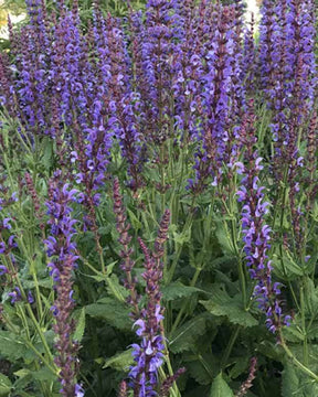 Sauge des bois Dear Anja - jardins - Salvia x sylvestris Dear Anja