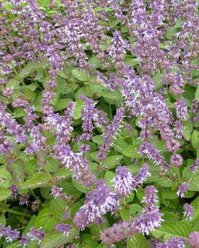 Sauge verticillée Hannays Blue - jardins - SALVIA VERTICILLATA HANNAYS BLUE