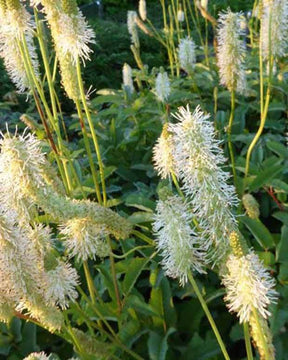 Pimprenelle du Canada - Sanguisorbe - jardins - SANGUISORBA CANADENSIS