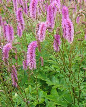 Pimprenelle Hakusanensis - Sanguisorbe - jardins - Sanguisorba hakusanensis