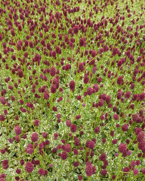 Sanguisorbe Little Angel Petite pimprenelle Little Angel - jardins - Sanguisorba Little Angel