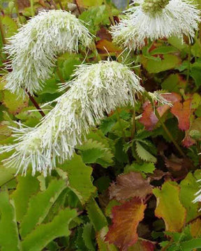 Pimprenelle blanche - Sanguisorbe - jardins - SANGUISORBA OBTUSA ALBA