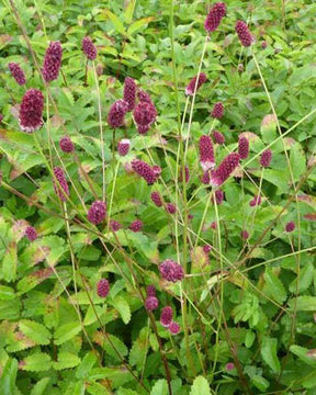 Pimprenelle officinale Red Thunder - jardins - Sanguisorba officinalis Red Thunder