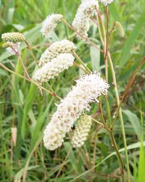 Pimprenelle à fines feuilles Alba - Sanguisorbe - jardins - Sanguisorba tenuifolia