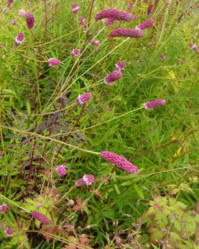 Pimprenelle à fines feuilles Purpurea - jardins - Sanguisorba tenuifolia