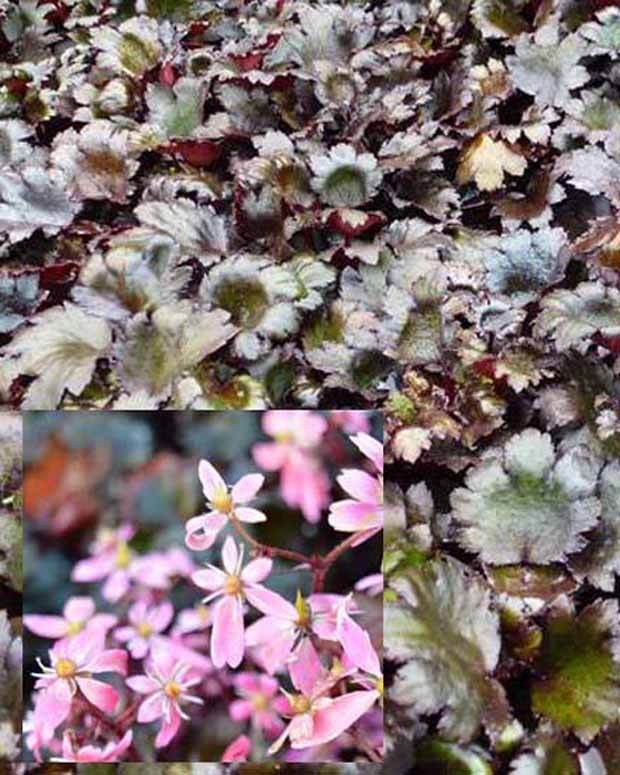 Saxifrage à feuilles noires Black Ruby - Fleurs vivaces - SAXIFRAGA CORTUSIFOLIA BLACK RUBY