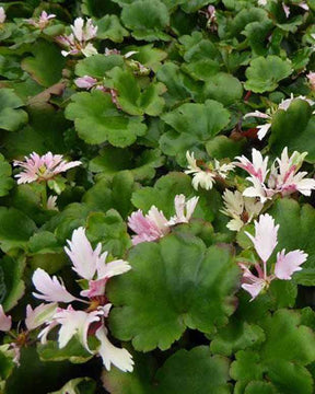 Saxifrage Cheap Confections - Fleurs vivaces - SAXIFRAGA CORTUSIFOLIA CHEAP CONFECTIONS