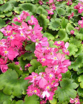 Saxifrage Gokka - Fleurs vivaces - Saxifraga Gokka