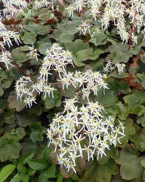 Saxifrage Wada Saxifrage - Fleurs vivaces - SAXIFRAGA FORTUNEI WADA