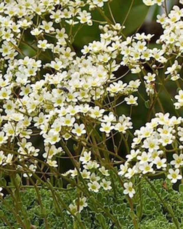 Saxifrage paniculé - Fleurs vivaces - Saxifraga paniculata