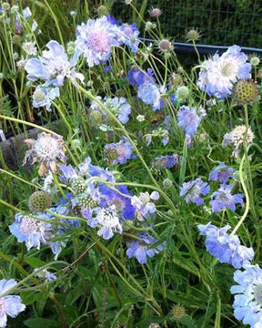 Scabieuse du Caucase Clive Greaves - Fleurs vivaces - Scabiosa caucasica Clive Greaves