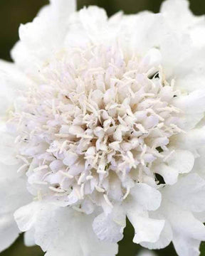 Scabieuse colombaire Flutter Pure White - Fleurs vivaces - Scabiosa columbaria Bafflutturite FLUTTER PURE WHI