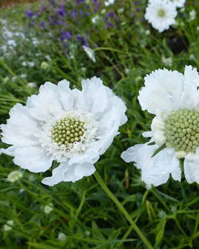 Scabieuse du Caucase Miss Willmott - Fleurs vivaces - Scabiosa caucasica Miss Willmott