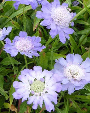 Scabieuse du Caucase Perfecta - Fleurs vivaces - SCABIOSA CAUCASICA PERFECTA