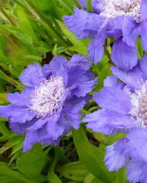 Scabieuse du Caucase Stäfa - Fleurs vivaces - Scabiosa caucasica Stäfa