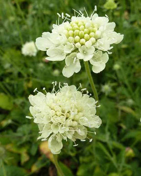 3 Scabieuses jaune pâle Moon Dance - Fleurs vivaces - Scabiosa ochroleuca Moon Dance