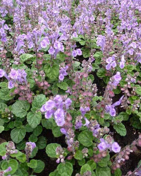 Scutellaire orientale à petites fleurs - jardins - Scutellaria indica var. parvifolia