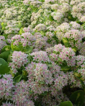 Sedum alboroseum Mediovariegatum - jardins - Sedum alboroseum Mediovariegatum