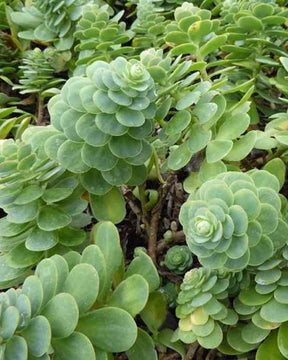 Sedum courbé - jardins - Sedum anacampseros