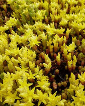 Orpin âcre Yellow Queen Poivre des murailles - jardins - Sedum acre Yellow Queen