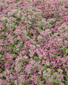 Sedum Ruby Glow - jardins - Sedum Robustum