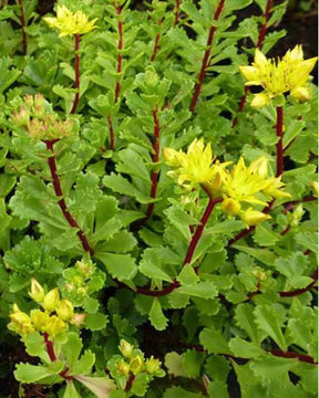 Sedum Weihenstephaner - jardins - SEDUM FLORIFERUM WEIHENSTEPHANER GOLD