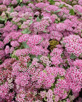 Orpin Abbeydore - jardins - Sedum Abbeydore