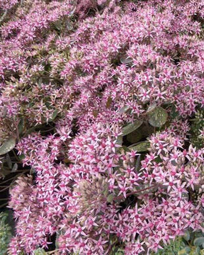 Orpin Cloud Walker - jardins - Sedum Cloud Walker