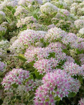 Sedum Frosty Morn - jardins - Sedum Frosty Morn