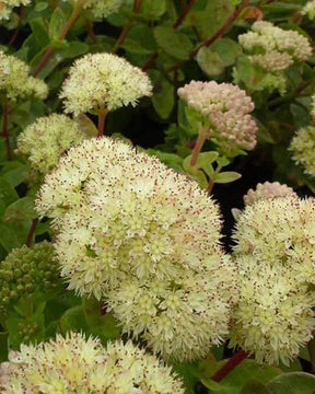 Sedum Gooseberry Fool - jardins - Sedum telephium Maximum Gooseberry Fool